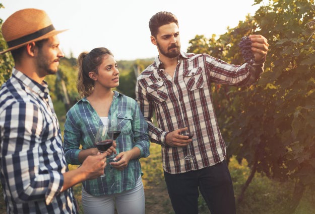Three people looking at grapes on a vineyard